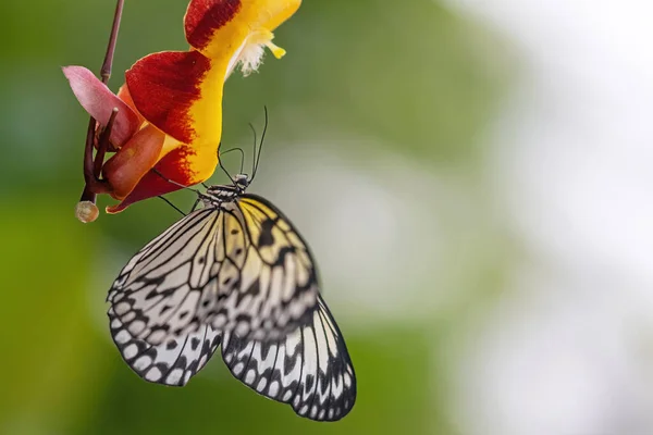 Vista Lateral Mariposa Papel Arroz Posando Sobre Flores Colores Horizontalmente — Foto de Stock