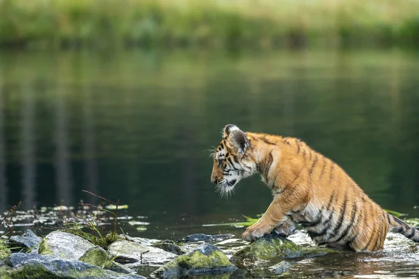 Bengalisches Tigerbaby Posiert Mit Hälfte Seines Körpers See — Stockfoto