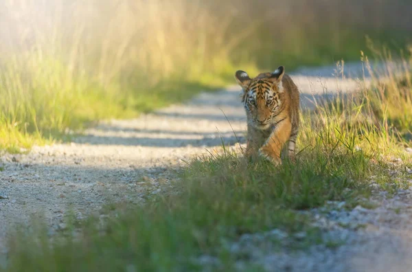 Bengal Tiger Cub Walking Camera Forest Road Sunny Day Horizontally — Stock Photo, Image