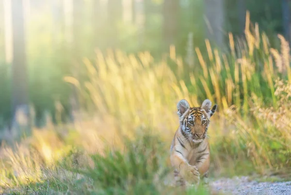 Den Bengalske Tigerunge Løber Mod Kameraet Skovvej Solskinsdag Vandret - Stock-foto