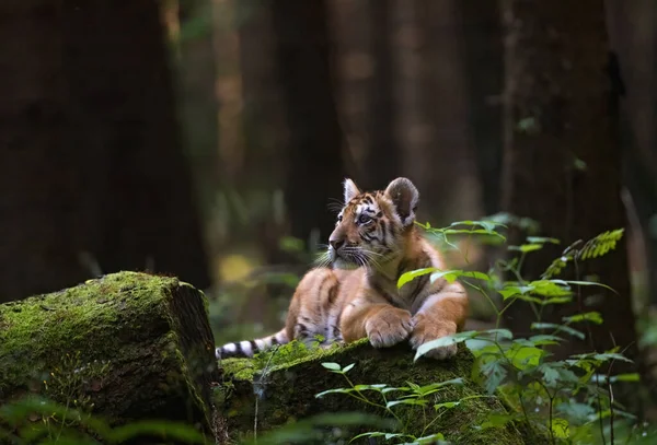 Cucciolo Tigre Del Bengala Sta Poggiando Tronco Albero Guardando Verso — Foto Stock