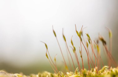 Doğa arka planı yosundan büyüyen küçük bitkilerin makro fotoğrafları. Yatay olarak. 