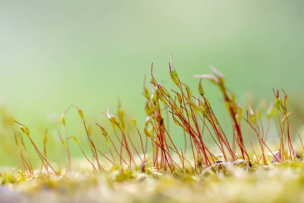 Grupp Små Små Växter Som Växer Mossa Närbild Horisontellt — Stockfoto