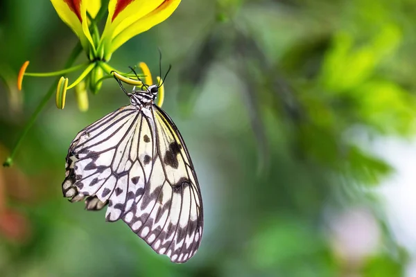 Hermosa Mariposa Papel Arroz Está Posando Flor Horizontalmente — Foto de Stock