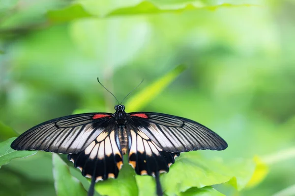 Sudeste Asiático Gran Mariposa Mormona Sentada Planta Verde Con Las — Foto de Stock