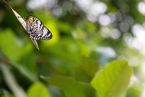 Hermosa Mariposa Papel Arroz Está Posando Una Hoja Hay Suficiente — Foto de Stock