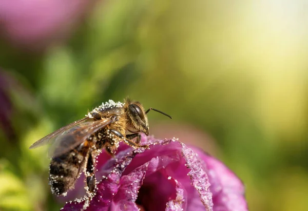 Bal Arısı Hibiscus Çiçeğinin Üzerinde Oturuyor Yatay Olarak — Stok fotoğraf