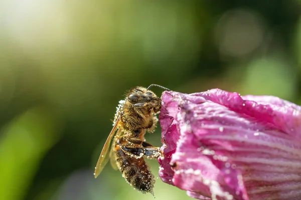 Bal Arısı Hibiscus Çiçeğinin Tozunu Alıyor Yatay Olarak — Stok fotoğraf