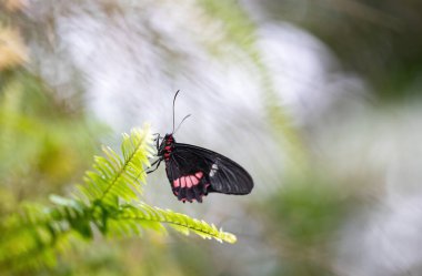 Yeşil bitkinin üzerinde dinlenen Heliconius erato kelebeğinin yan görüntüsü. Yatay olarak. 