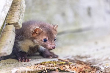 Şirin genç sansar eski bir ahşap barakadan gizlice bakıyor. Yatay olarak. 