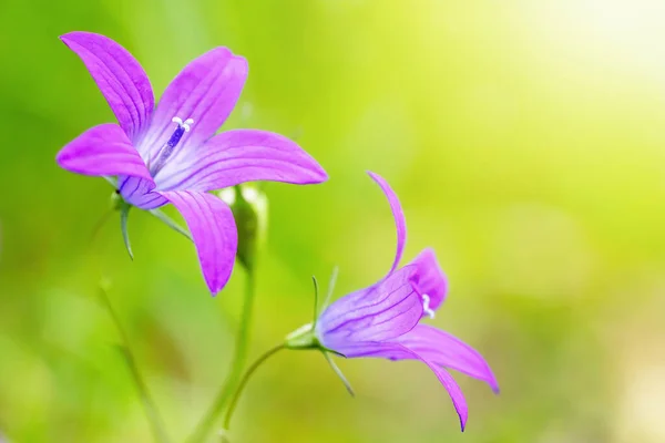 Dwa Kwiaty Kwiatu Dzwonka Campanula Patula Zielonym Tle Poziomo — Zdjęcie stockowe