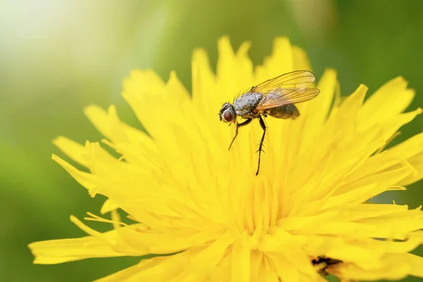 Sarı Karahindiba Çiçeğinin Üzerinde Duran Sinek Böceğinin Makro Fotoğrafı Yatay — Stok fotoğraf