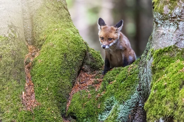 Entzückendes Fuchsjunges Posiert Wald Zwischen Zwei Alten Bäumen Horizontal — Stockfoto