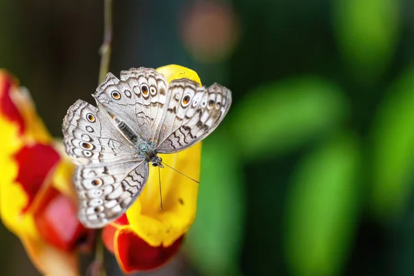 灰白色的蝴蝶 朱诺尼亚蝴蝶 栖息在五彩斑斓的花朵上 — 图库照片