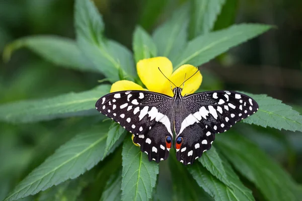 Güzel Citrus Kırlangıcı Noel Kırlangıcı Papilio Demodocus Kuyruğu Sarı Çiçeğin — Stok fotoğraf