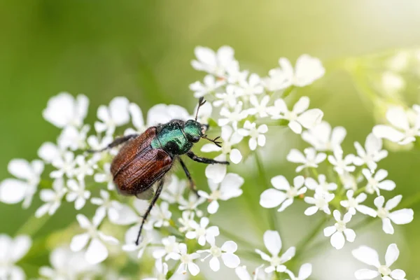 Baldıran Otunun Üzerinde Oturan Bahçe Böceğinin Phyllopertha Horticola Makro Fotoğrafı — Stok fotoğraf