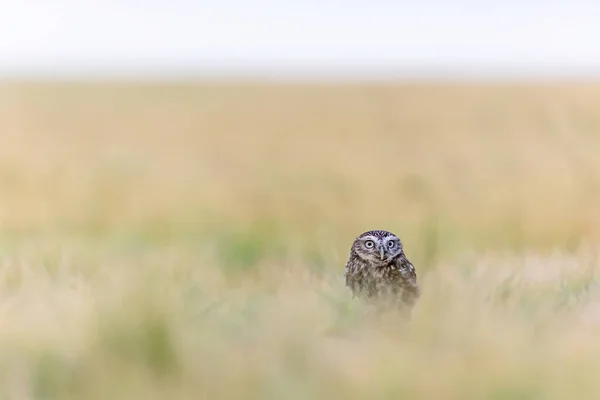Minimalist Wilderness Photography Boreal Owl Sitting Alone Cornfield Horizontalement — Photo