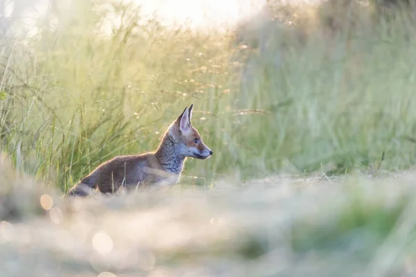 在清晨的阳光下 可爱的狐狸宝宝站在田野里的侧视图 — 图库照片