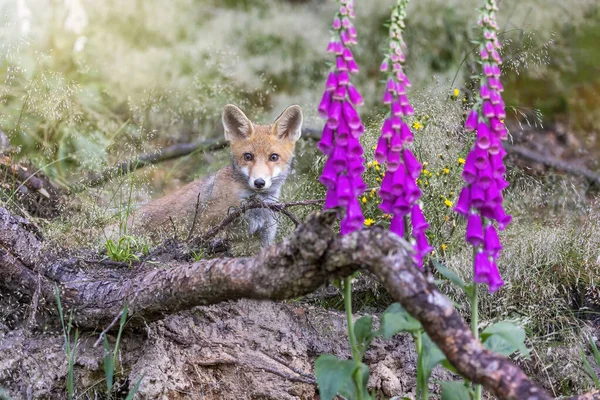 Χαριτωμένη Αλεπού Cub Ποζάρει Κοντά Στο Foxglove Flower Κοιτάζοντας Την — Φωτογραφία Αρχείου