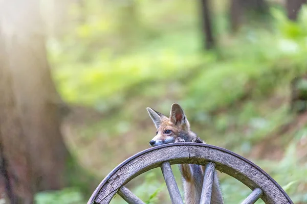 在森林里 一只有趣的红狐幼崽用爪子在一个旧木轮上摆姿势 — 图库照片