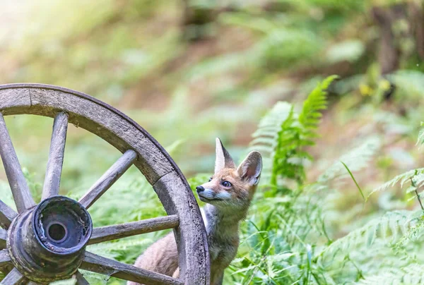 森の中の素朴な木製の車輪の後ろからかわいい赤いキツネのキューブが見えます 水平方向 — ストック写真
