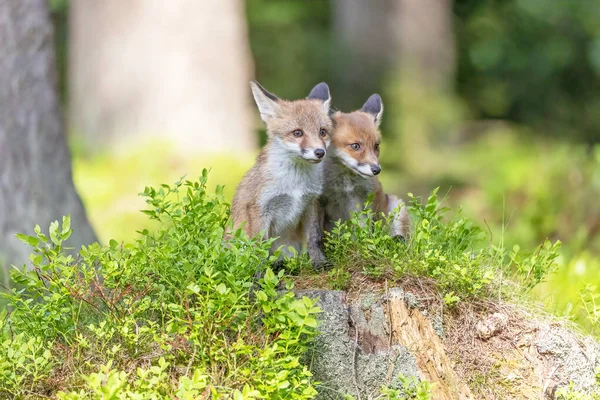 Pair Cute Fox Cubs Posing Forest Horizontally — Zdjęcie stockowe