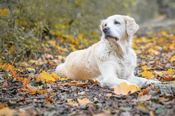 公園の秋の小道に横たわっているゴールデンレトリバー犬の肖像画 色鮮やかな葉が彼の周りにある — ストック写真