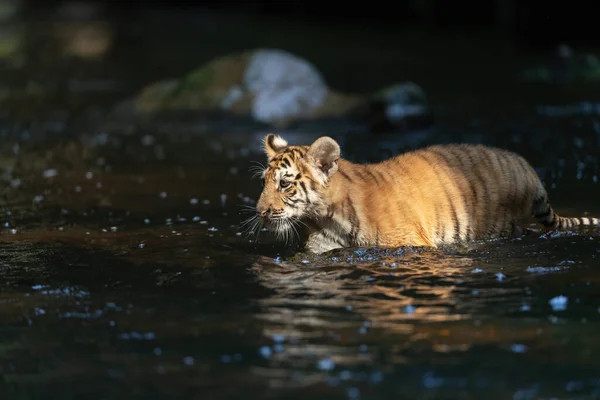 Carino Cucciolo Tigre Del Bengala Sta Camminando Nel Fiume Sotto — Foto Stock