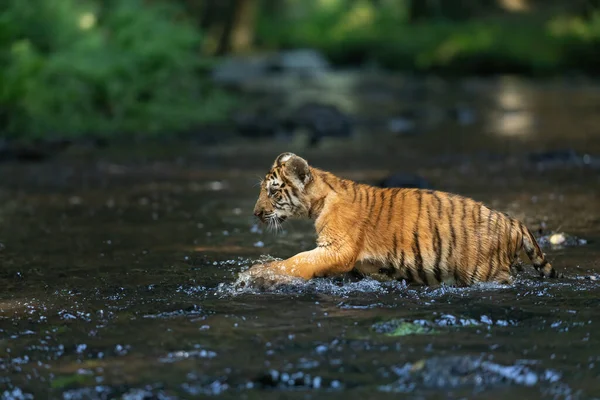 Side View Adorable Cub Bengal Tiger Running River Horizontally — Stock Photo, Image