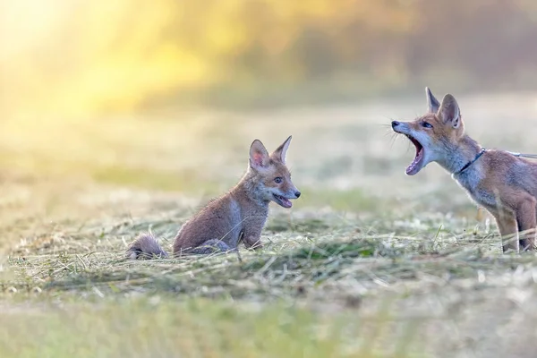 Cheerful Picture Pair Two Red Foxes Posing Field Sunlight — Stock Photo, Image