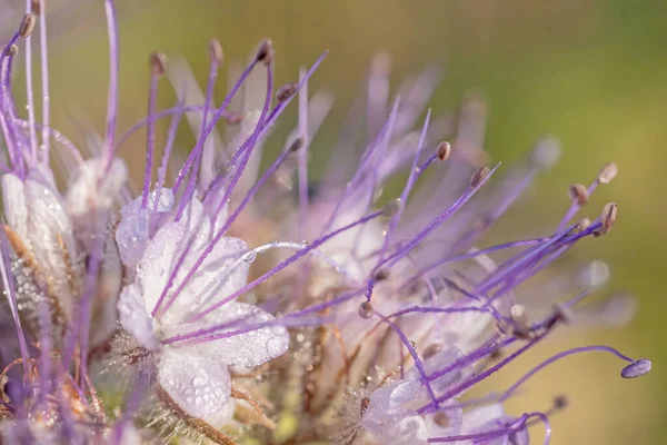 stock image Lacy phacelia, blue tansy or purple tansy (Phacelia tanacetifolia ) is deliberately sown either in fields as fodder or as an ornamental plant in gardens