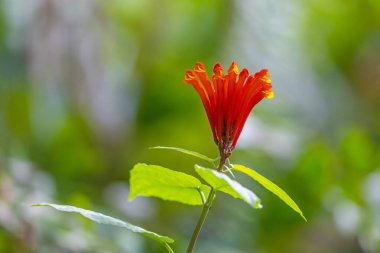 Scutellaria costaricana, Scarlet Skullcap veya Kosta Rika Skullcap olarak bilinen çiçekli bir bitkidir. 