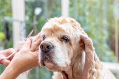 American Cocker Spaniel 'in kulaklarını tıkıyor. Yatay olarak. 