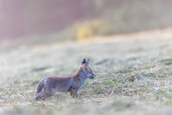 清晨阳光下 一只可爱的狐狸宝宝站在田野里的侧视图 — 图库照片