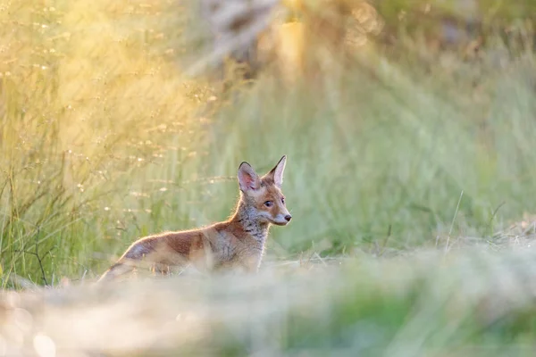 可爱的小红狐狸在阳光下摆姿势 — 图库照片
