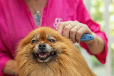 Taranmış şirin Pomeranya köpeğinin yakın plan portresi. Ön manzara. Yatay olarak. 