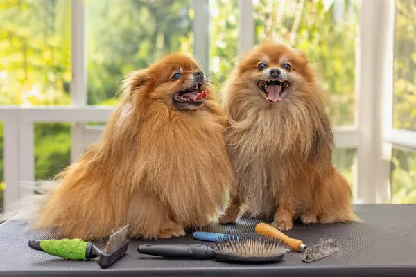 Adorable couple of Pomeranian dogs. posing on the table. Other dog grooming tools are on the table.