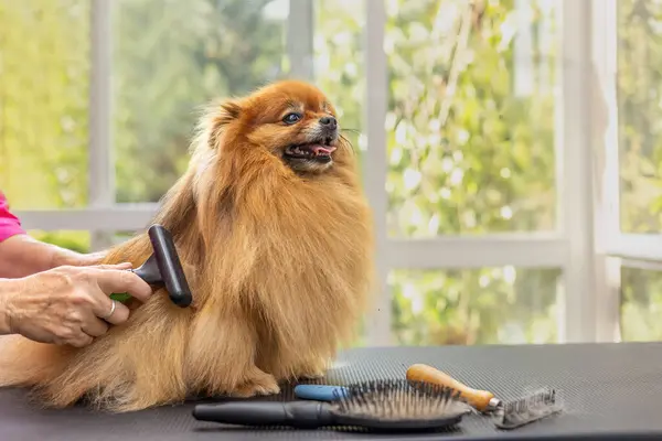 Side view of combed smiling Pomeranian dog standing on the table. Horizontally.