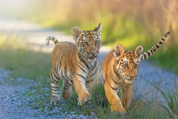 Lindos Cachorros Tigre Bengala Están Caminando Hacia Cámara Camino Forestal — Foto de Stock