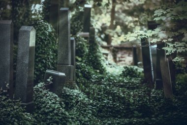 Mezar taşları sarmaşıkla kaplanmış eski bir mezarlık. Fotoğraf arka plan olarak koyu gölgeli. Yatay olarak.