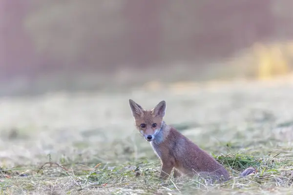 Side view of adorable fox cub posing in the field in early morning sunlight.  The fox is looking at the camera. Horizontally.