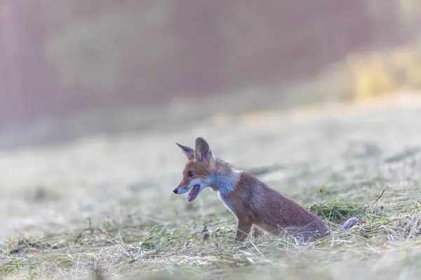 可爱的狐狸宝宝正坐在田野里晒太阳 — 图库照片