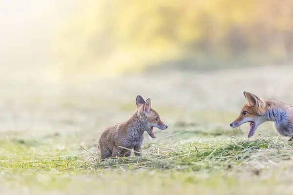 两张红狐狸在阳光下在田野里一起讨论的愉快的照片 — 图库照片