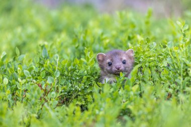 Yaban mersini ağacından bakıp kameraya bakan şirin bir kestane ağacı. Yatay olarak. 