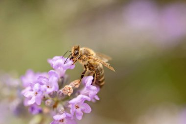 Bal arısının lavanta çiçeğinin başka bir yakın plan fotoğrafı. Yatay olarak. 