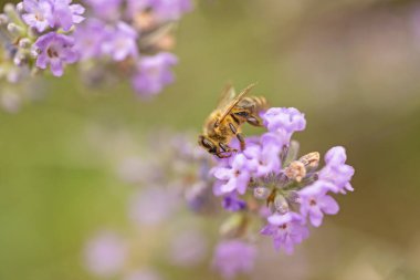 Bal arısı lavanta çiçeklerini tozlaştırıyor. Yatay olarak. 