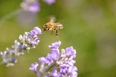 Bal arısının lavanta çiçeğine yakın planda uçuşunun yan görüntüsü. Yatay olarak. 