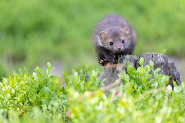Sevimli genç kestane rengi yakın plan atlama manzarası. Yatay olarak. 