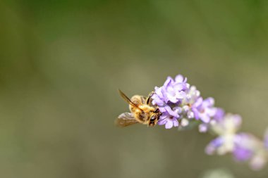 Bal arısı askıya alındı ve lavanta çiçeğini tozlaştırıyor. Yatay. 