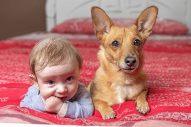 Yatakta uzanmış, köpeği olan küçük bir çocuğun görüntüsü..